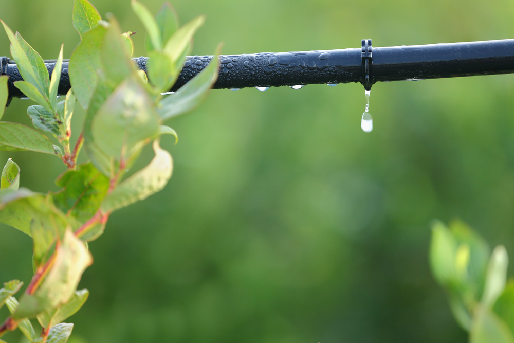 Drip,irrigation,system,close,up.,water,saving,drip,irrigation,system