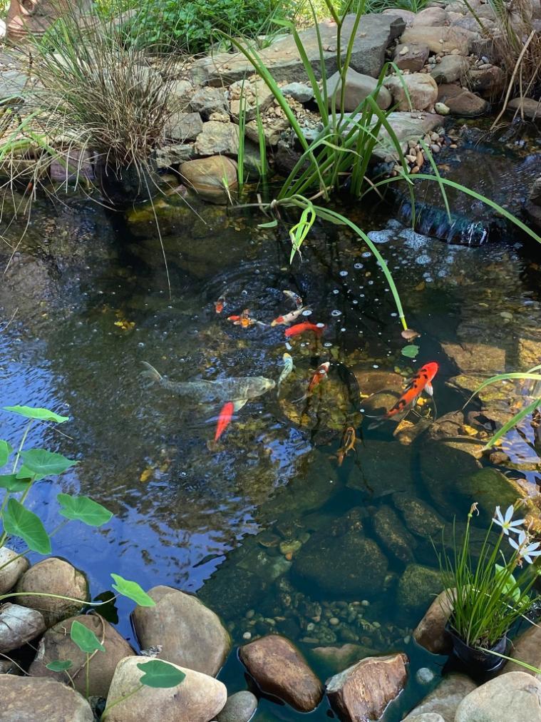 Pond and Koi Pond Installation