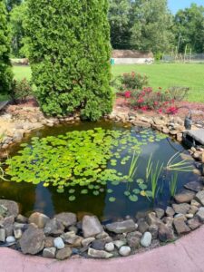 Pond Contractor 1