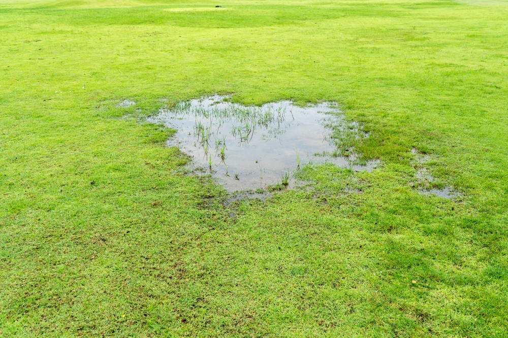 Grass,died,becauseyard,drainage,problems,and,waterlogged,lawns.